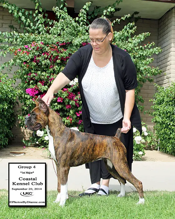 BIMBS NP, UKC CH Vendetta's Easy Lane