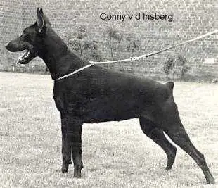 Conny v. d. insberg
