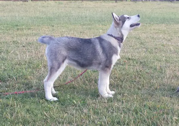 Snowcreek HardWorking Maya