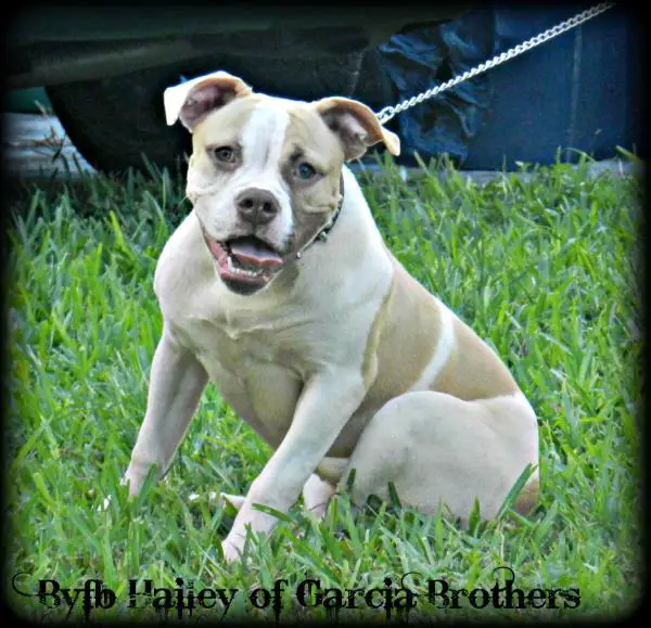 Byfb Hailey of Garcia Brothers
