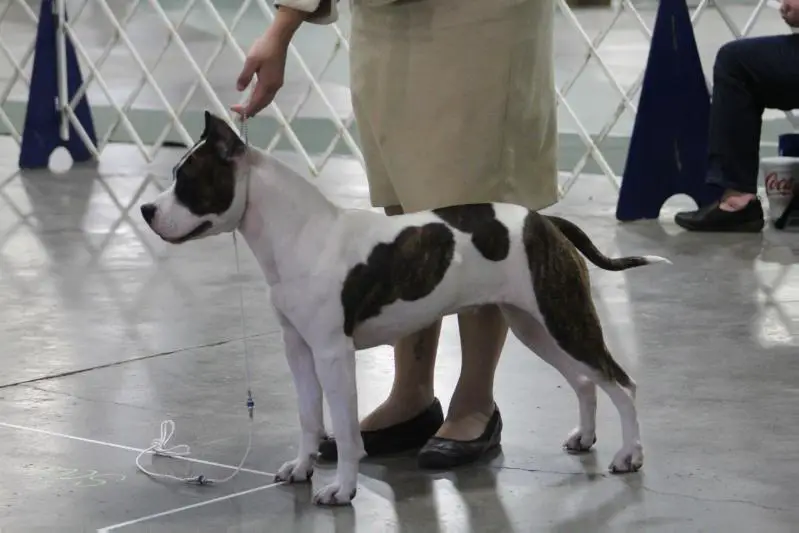 UKC CH, AKC Pointed Retro Titletown's X Marks The Spot