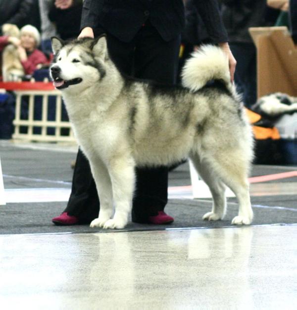 VETERAN WORLD WINNER SHALUKAH W Kampinoskim Boru