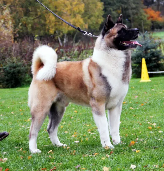 Thor At Black Bear Mountains
