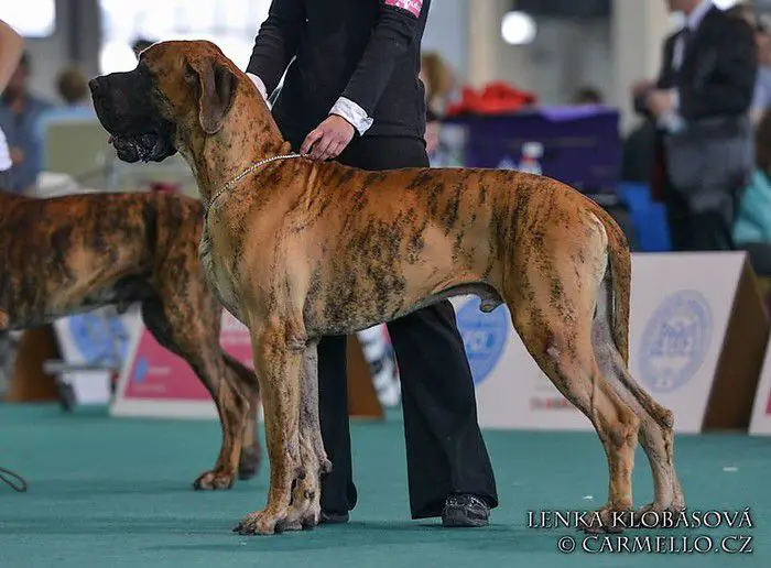 CAC, World Dog Show '13 Rafal of Island's Dream