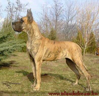 HJCH, BOB, R CABIB, CI. W, CAC, 5xHPJ Galateia of Island's Dream
