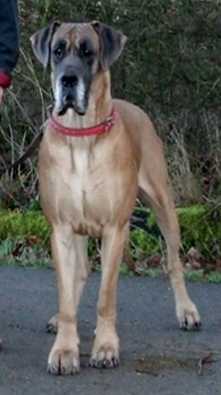 Jr EuDDC Winner 2003 Zoe Vum Rotscheid