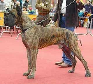 Ita. Ch. L Ch, CI, CHh. Switz, CI. W Omoi-Kane de la Fontaine de Poigny