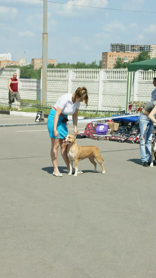 Russian champion Zheltaya Rhapsody Zaznoba