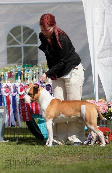 FI CH EE CH LV CH Villa Vappulan Bogart Co.