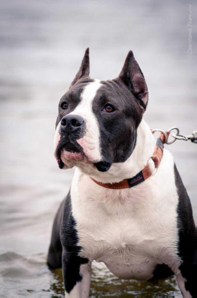 JUN CH, CH Tatar's Timberland