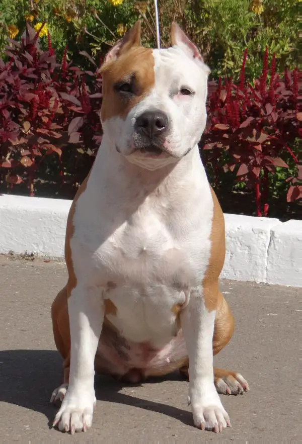 Ch RUS, RKF You My Luxury Iz Doma Lankaster