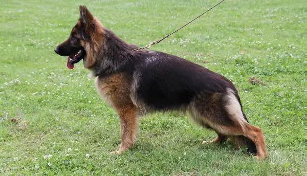 V1, CAC Zyra Avax Hof