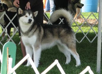 CH O Artic Winds Soul