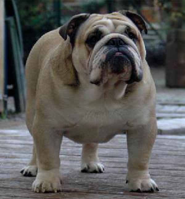 MOON WALKER FROM SAEN PLACE