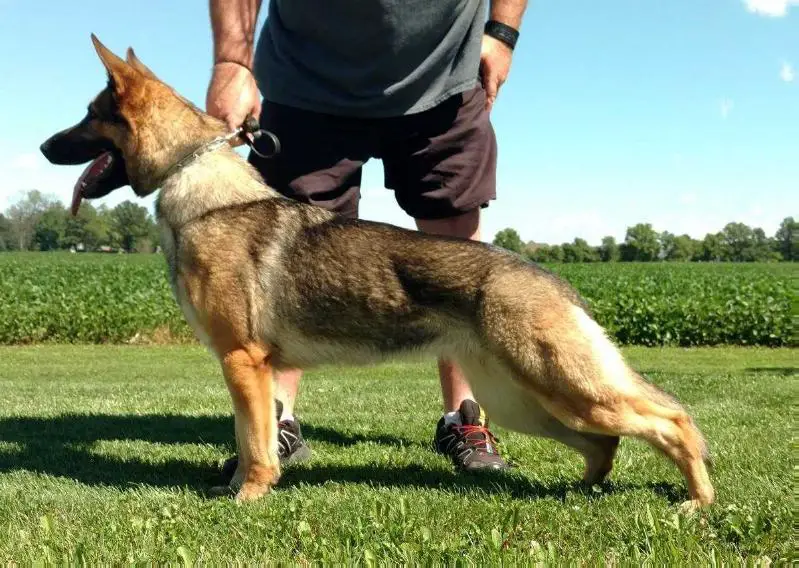 Whiskey von den Sportwaffen