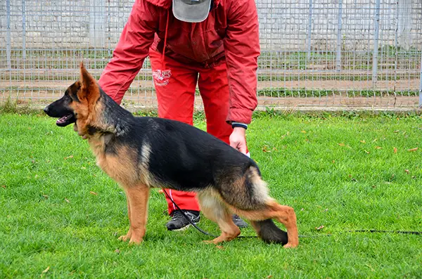 Djia Armandia Lidderdali