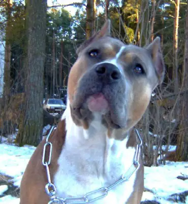 CAC Rus Neva-Da Tigrina