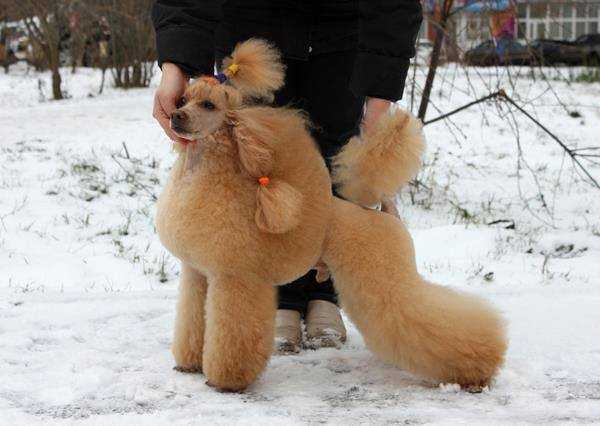 Solnechnyi Lev Glintvein Bibilott