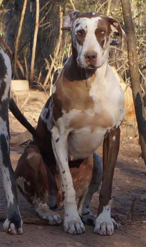 NEGD's Miss I'm A Chocoholic