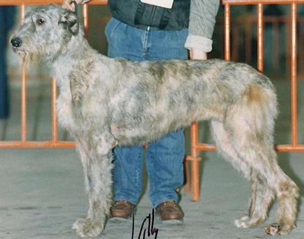 CH (DEUTSCHER) Rose von der Oelmühle