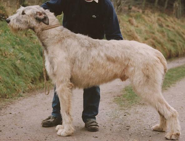 CH Zeno von der Oelmühle