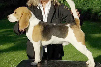 CH Cheyenne de Maxcecan