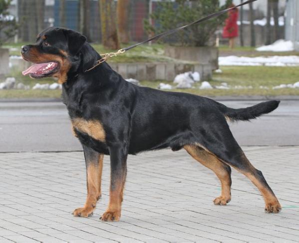 Rottharburg vander burning