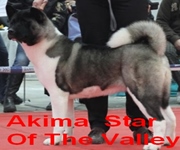 Akima Star Of The Valley