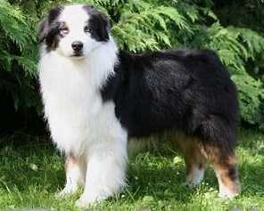 AKC/ASCA CH Woodlake's Master Tech