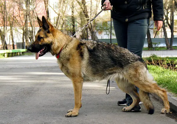 Jukisch Hause Klarissa