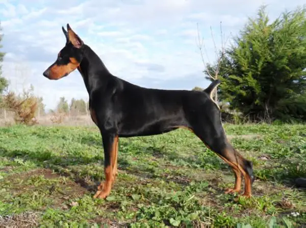 MEJOR CACHORRO ESPEC Selk’nam’s  suka  black