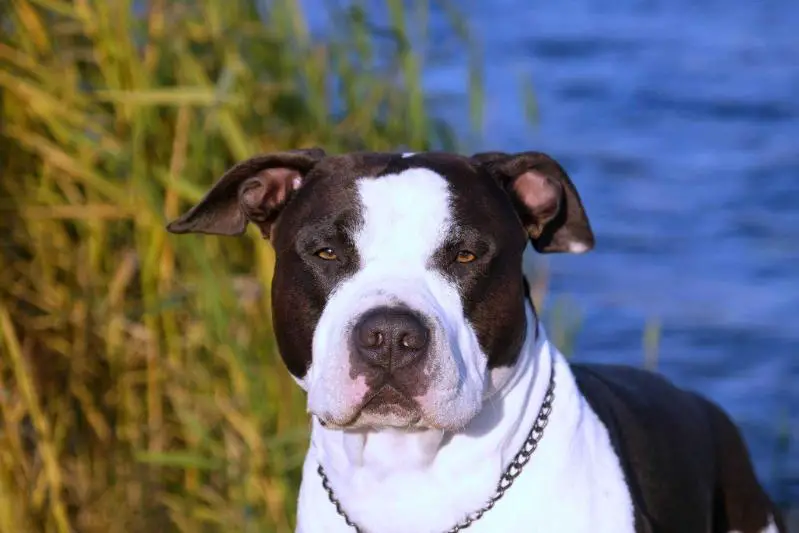 CH Iron Amstaff Sand Storm