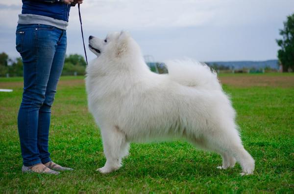 Velizar Rerik Iz Doma SHER