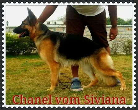 Chanel vom Siviana