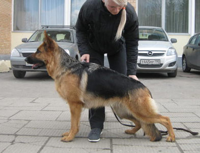 Faerhund Korsika