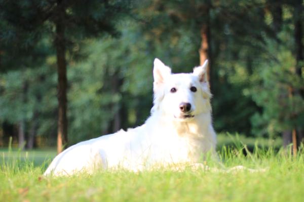 Baltic Beauty Hardy