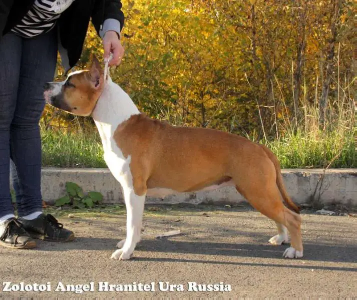 JCH RUS, CH RUS, CH RKF Zolotoi Angel Hranitel Ura Russia