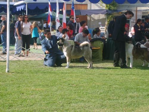 CHI CH, CHI JCH Zubij Von Dabuso