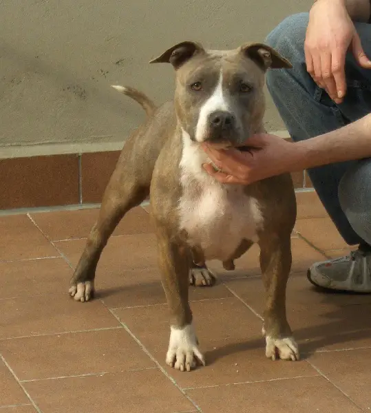 karballido staff girl