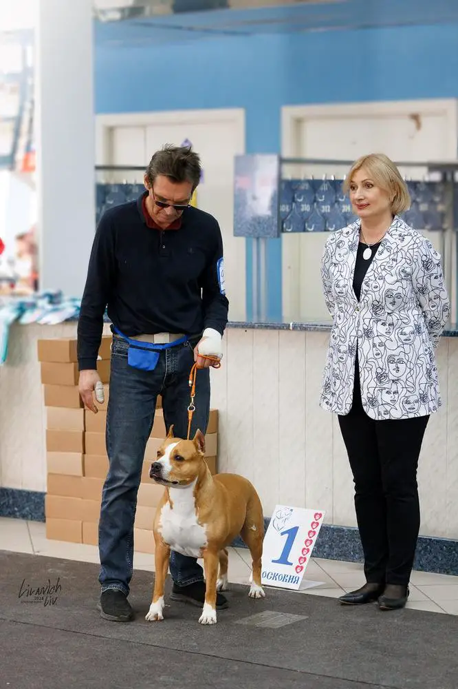 JCh.Rus, Ch Rus,RKF, VChF Rus,RKF Tcenniy Prize Fortune's Sweet Kiss