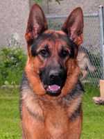 BG Jackson Vom Grandvent