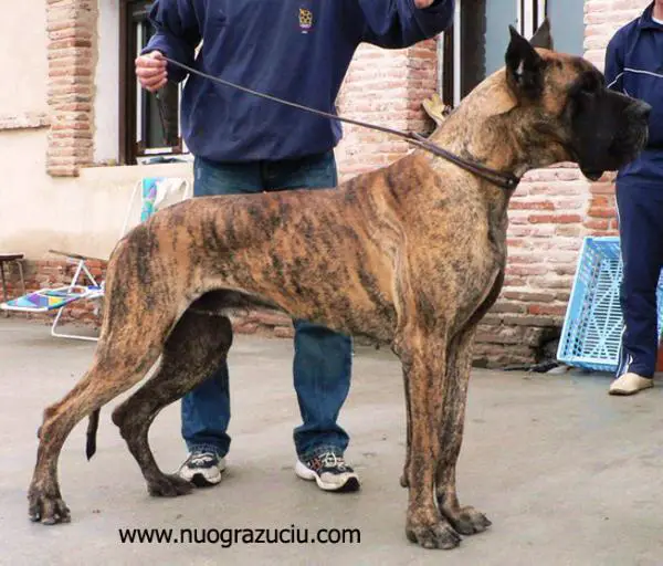 CH (ESP), Jr. CH of EUDDC Kimi De Garaba