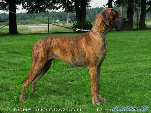 Tiche Nuo Grazuciu