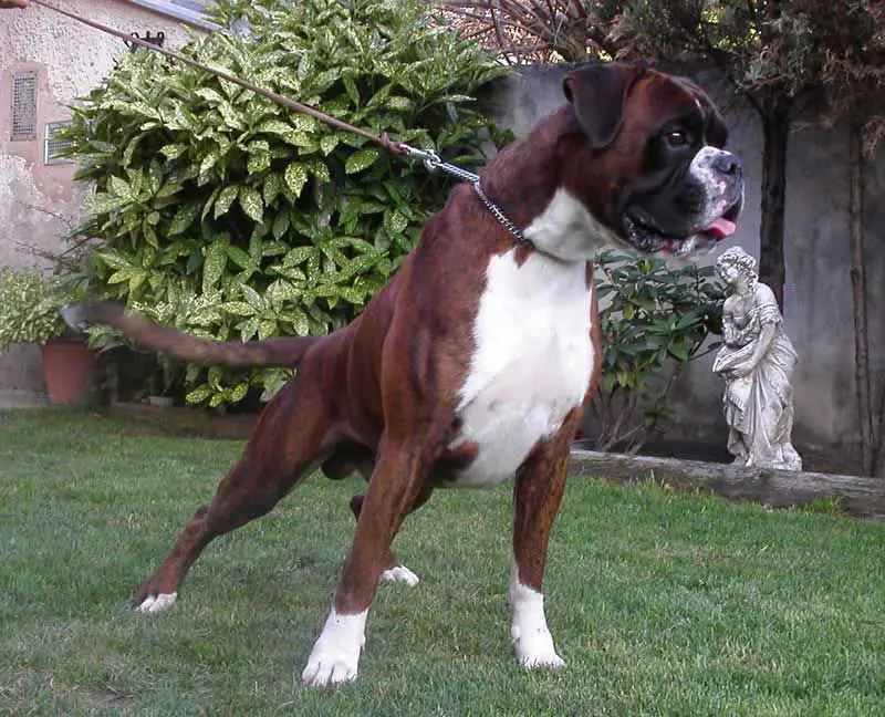 Hugo Boss Fender Edda