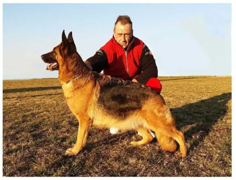 BH ZWP Agapa Aureus Mons