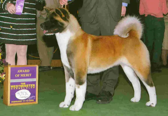 BISS AKC CH Nakodo's Blue Moon Rising