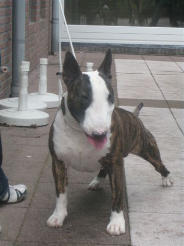 Super Bowl's Foreigner