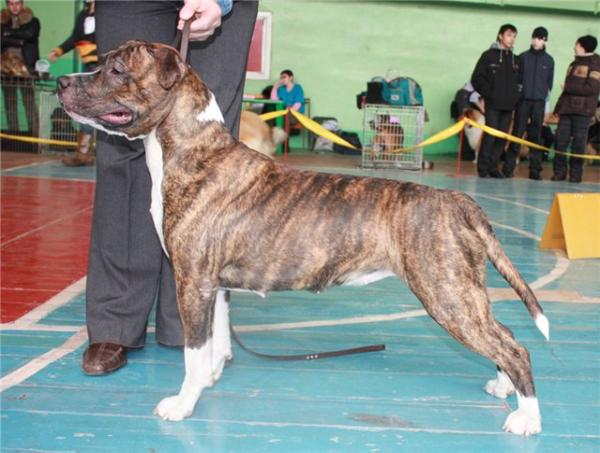 Star's Yunion Victoria