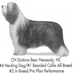 CH (AKC/CAN/INT) Diotima Bear Necessity