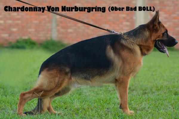 Chardonnay von Nürburgring